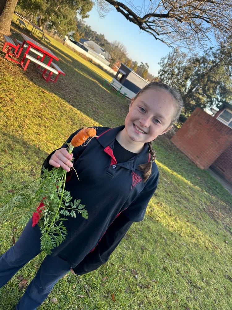 A student eating a carrot fresh from our garden.
